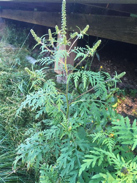 bynke ambrosie|Ambrosia artemisiifolia (common ragweed) 